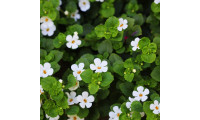Brahmi