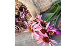 Echinacea