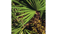 Saw Palmetto