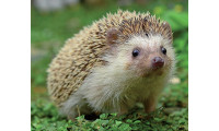 Ježci