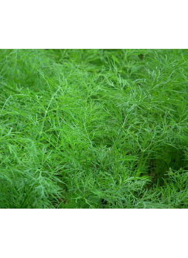 Kopr vonný (Anethum graveolens) - EXPIRACE 12/22