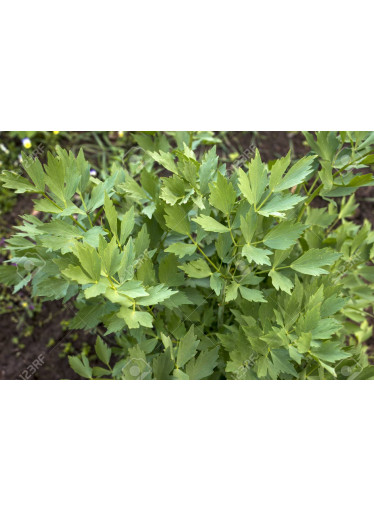 Libeček lékařský (Levisticum officinale) - EXPIRACE 12/22